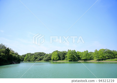 Park in early summer, fresh green of bald cypress trees Park in early summer, fresh green of bald cypress trees 94321219