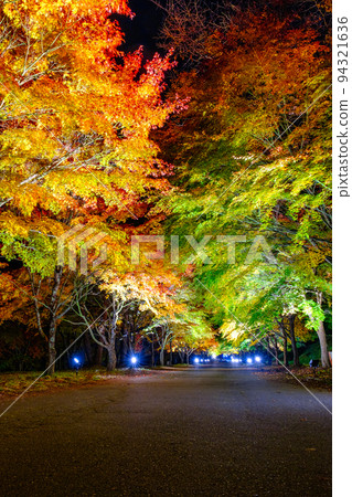 箕輪町紅葉湖的紅葉(點亮) 箕輪町紅葉湖的紅葉(點亮) 94321636
