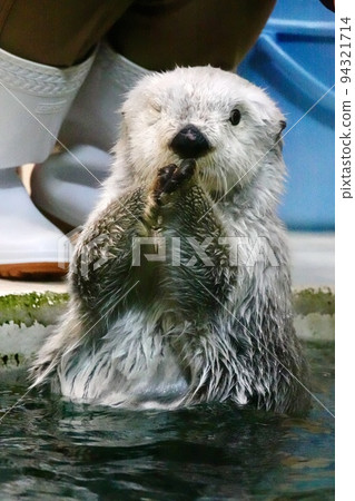 [Animal] Toba Aquarium Sea Otter 94321714