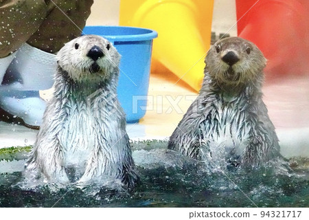 [動物] 鳥羽水族館海獺 94321717