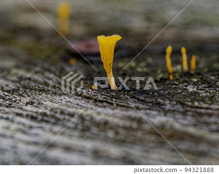 Mushroom World Tsunomatatake 94321888