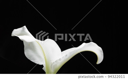Petal Silhouette Petal Silhouette 94322011
