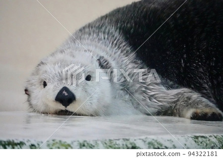 A sea otter staring with round eyes 94322181