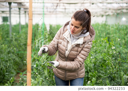 Woman gardener attentively working with pea and soy seedlings 94322233