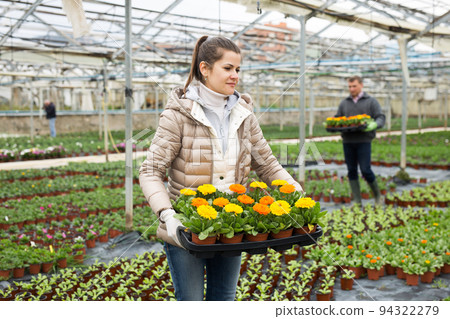 Female floriculturist arranging pots with blooming Calendula Female floriculturist arranging pots with blooming Calendula 94322279