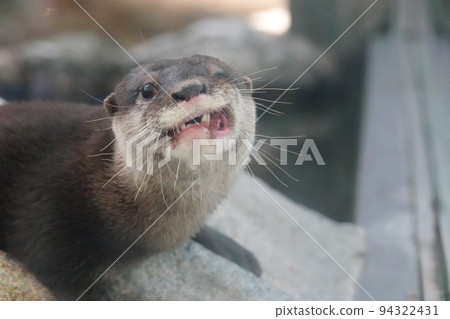 “動物”鳥羽水族館水獺 “動物”鳥羽水族館水獺 94322431