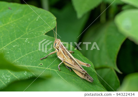 草地上的巴丹加粳稻 94322434