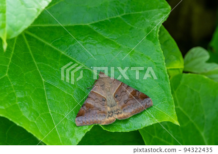 Unmonkchiba 在草地上休息 94322435