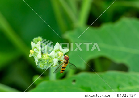 吃黃瓜花粉的果醬食蚜蠅雄性 吃黃瓜花粉的果醬食蚜蠅雄性 94322437
