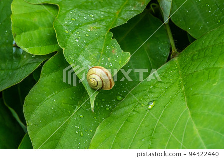 葉子上的琥珀蝸牛有雨滴 94322440