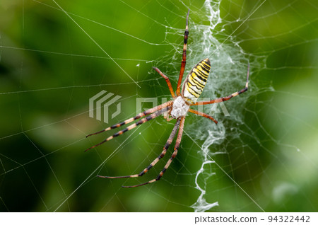 Argiope argiope 在巢中等待獵物 94322442