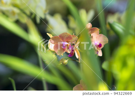 Orchid shrubs isolated. with other plants in the blurred background 94322669