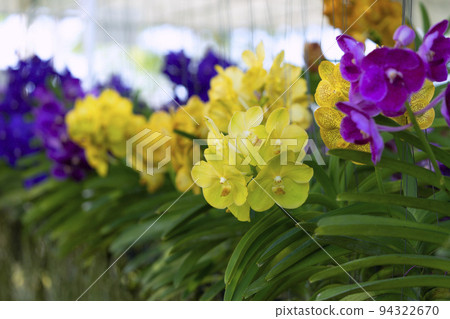 Orchid flower in garden at winter or spring day for postcard beauty and agriculture idea concept design. Vanda Orchid. 94322670