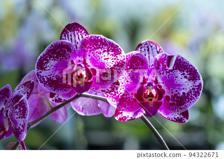 Orchid shrubs isolated. with other plants in the blurred background 94322671