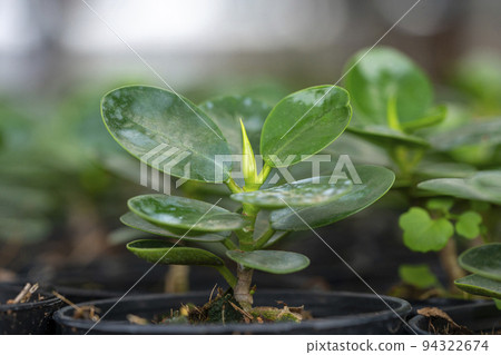 Home plant in pot isolated on nature background Home plant in pot isolated on nature background 94322674