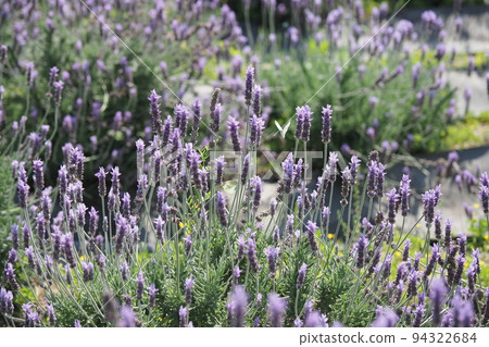 Lavender flowers 94322684