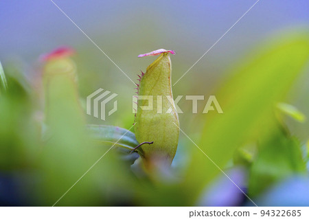 Nepenthes rafflesiana in Thailand. 94322685