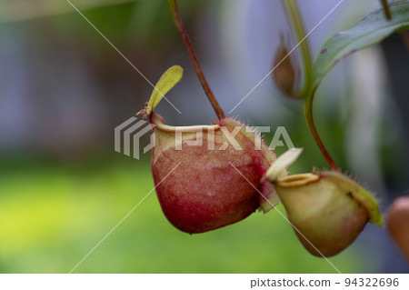 Nepenthes rafflesiana in Thailand. Nepenthes rafflesiana in Thailand. 94322696