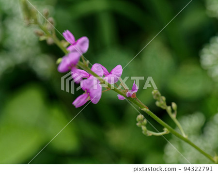 Flower of Alecidnus bali 94322791