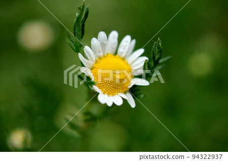 Blooming roman chamomile wet with rain 94322937