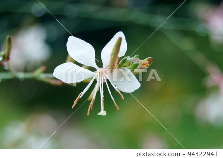 Gaura wet in the rain Gaura wet in the rain 94322941
