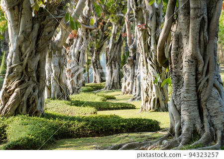 The background image of the Bo tree shows the nature of the trunk, the sacred tree of Buddhism 94323257