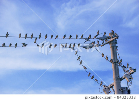 成群行動的鳥 棲息在電線上的鳥 椋鳥聚集 圖片素材 成群行動的鳥 棲息在電線上的鳥 椋鳥聚集 圖片素材 94323338