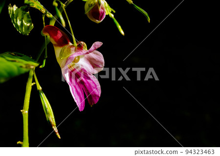 Beauty impatiens psittacina, parrot flower at Doi Luang Chiang Dao mountain, Chiang Mai, Thailand 94323463