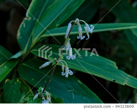 Flower of Ranunculaceae 94323609