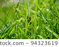 grasshopper in rice field 94323619