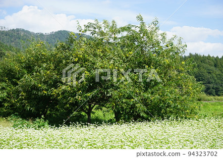 Buckwheat field in Tono Buckwheat field in Tono 94323702