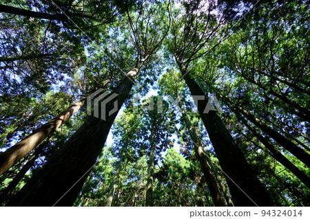 Nara Okuyama Driveway, Towering Kasugayama Primeval Forest Nara Okuyama Driveway, Towering Kasugayama Primeval Forest 94324014