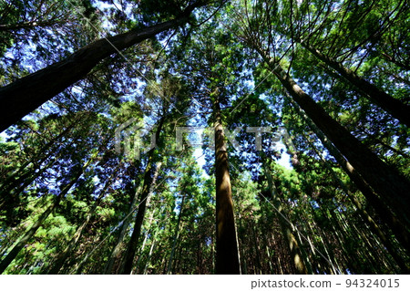 Nara Okuyama Driveway, Towering Kasugayama Primeval Forest 94324015