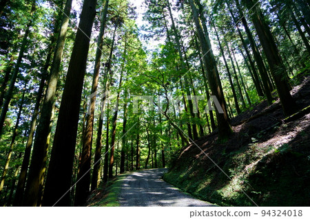 Nara Okuyama Driveway/Dark Primeval Forest Nara Okuyama Driveway/Dark Primeval Forest 94324018