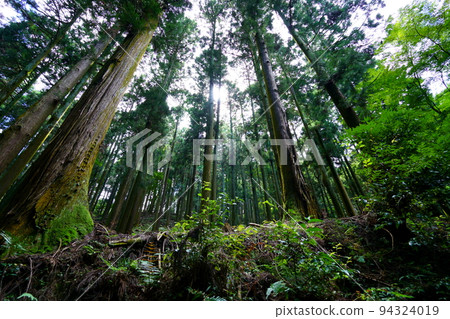 Nara Okuyama Driveway/Dark Primeval Forest 94324019