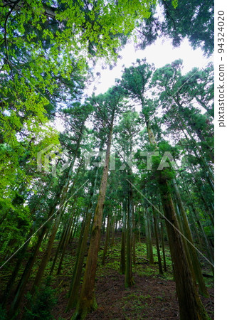 Nara Okuyama Driveway/Dark Primeval Forest 94324020