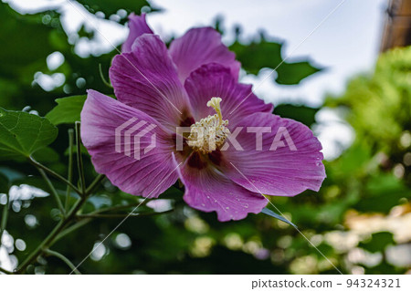 紫芙蓉 紫芙蓉 94324321