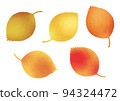 Fallen leaves  94324472