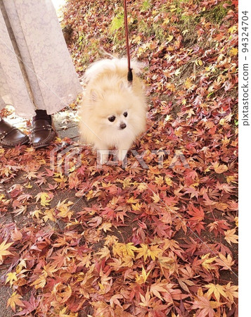 Pomeranian walking and autumn leaves 94324704