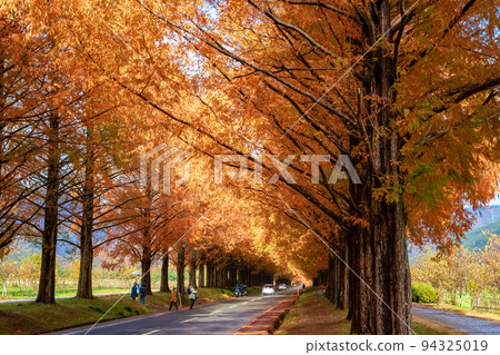The autumn leaves of the metasequoia trees and the blue sky peeking through the gaps in Takashima City, Shiga Prefecture in autumn 94325019