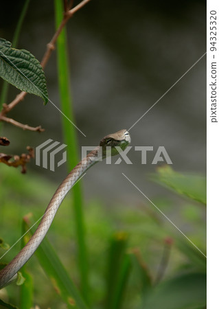 An asian vine snake or Ahaetulla prasina waiting in ambush among the foliage at Bokor National Park in Kampot, Cambodia An asian vine snake or Ahaetulla prasina waiting in ambush among the foliage at Bokor National Park in Kampot, Cambodia 94325320