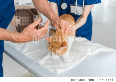 A veterinarian giving a vaccine and injection to a cat 94325531