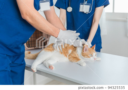 給貓注射疫苗和注射的獸醫 94325535