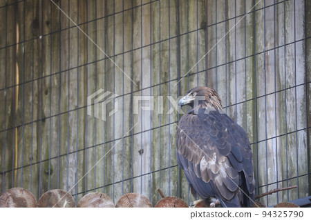 【石川縣能美市9月】石川動物園的珍稀金雕,石川縣的縣鳥 【石川縣能美市9月】石川動物園的珍稀金雕,石川縣的縣鳥 94325790