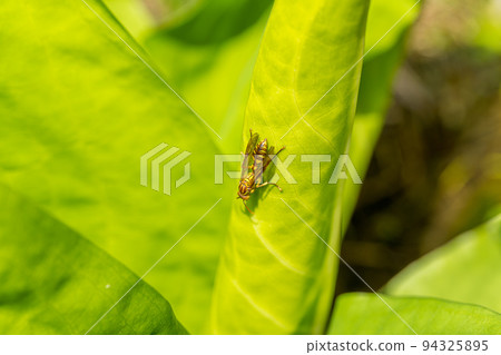 一隻剛剛出現在臭鼬捲心菜上的淺色紙黃蜂 94325895