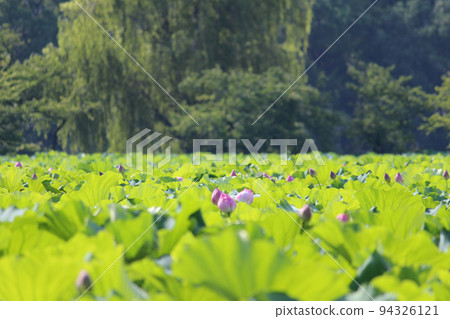 A field of lotus flowers ready to bloom 94326121