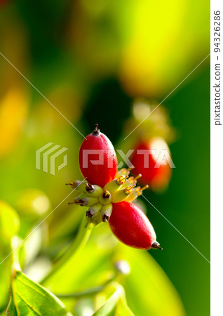 花樹果實 花樹果實 94326286
