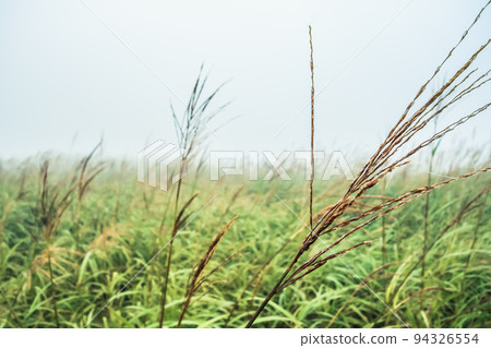 Mist pampas grass field image Mist pampas grass field image 94326554