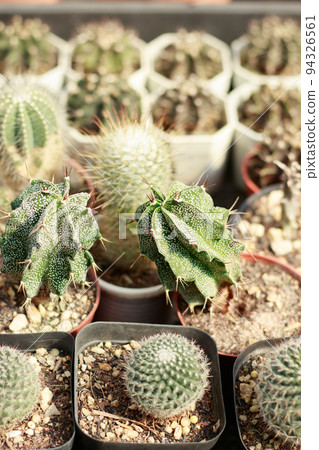 Astrophytum ornatum, commonly known as monk's-hood or star cactus among other cacti and succulents in a plant shop 94326561