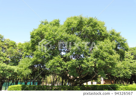 大金針樹 94326567